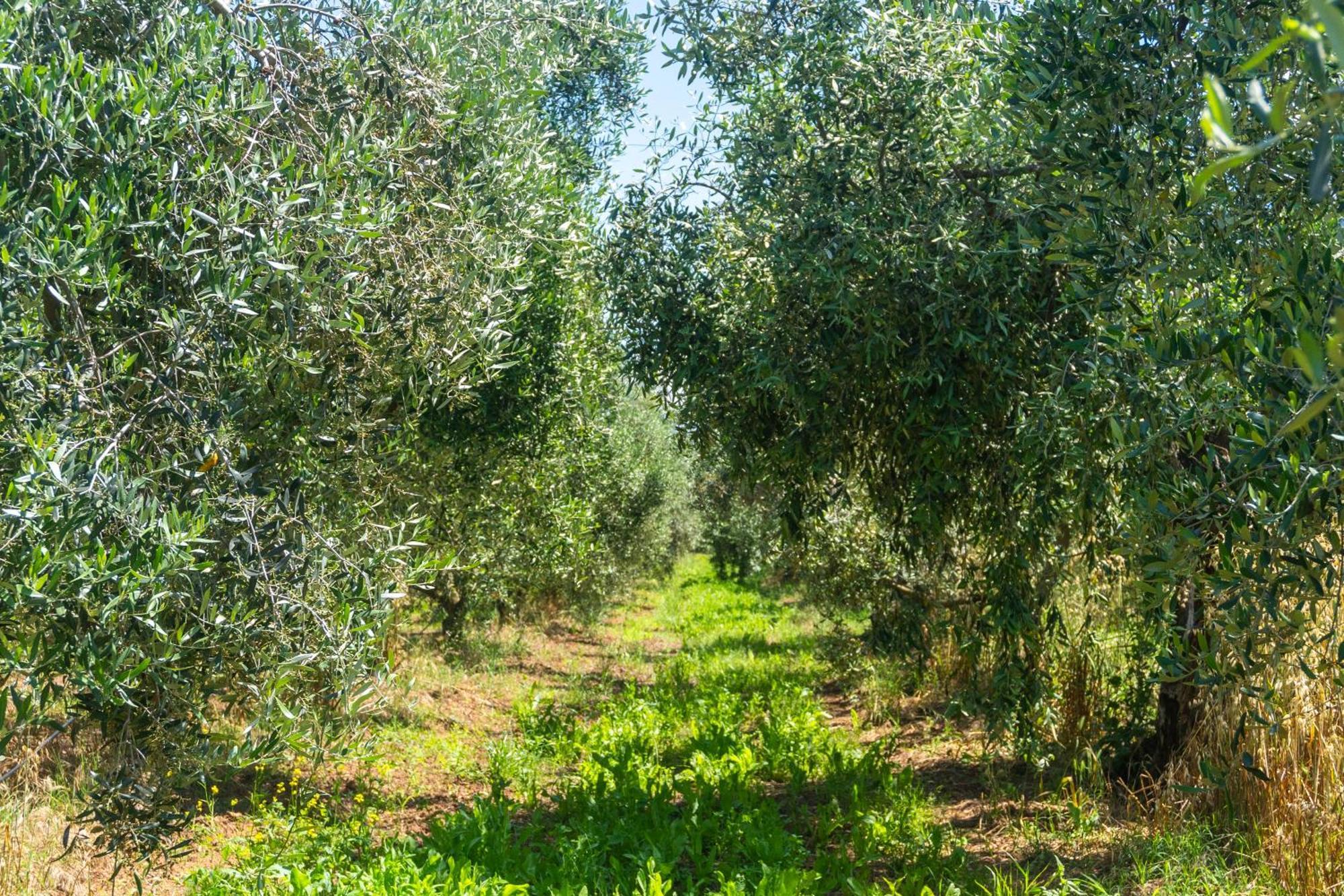 Вилла Agriturismo Il Tripesce Вада Экстерьер фото