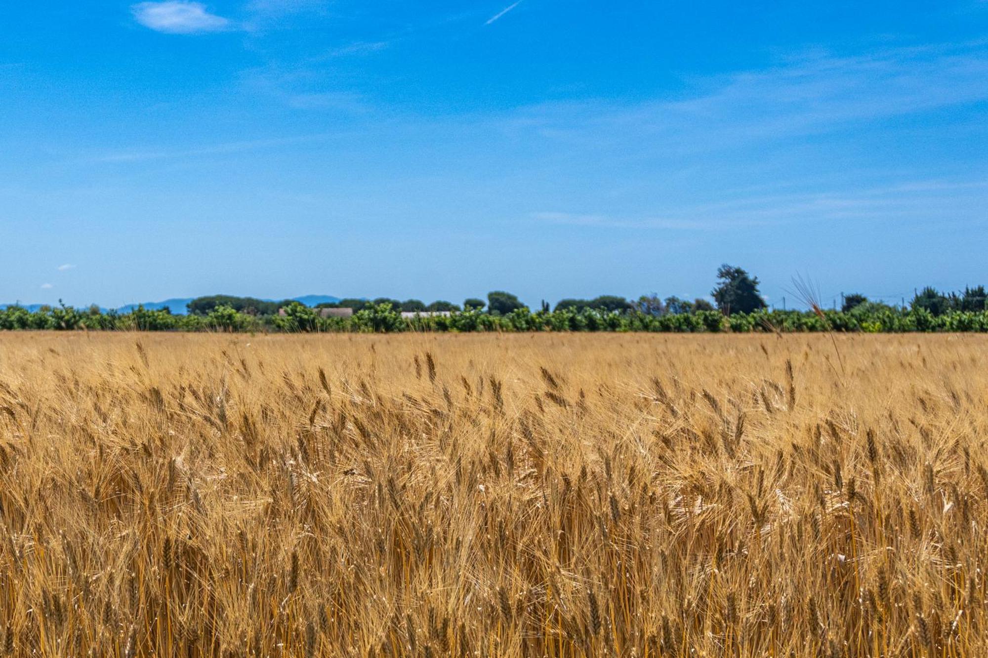 Вилла Agriturismo Il Tripesce Вада Экстерьер фото